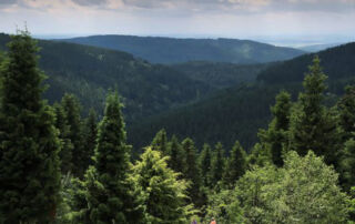 Thüringen muss Potenziale von Wald und Holz künftig stärker nutzen