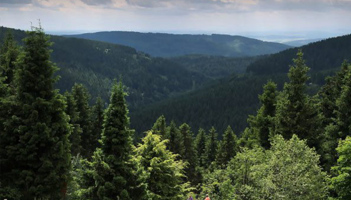 Thüringen muss Potenziale von Wald und Holz künftig stärker nutzen