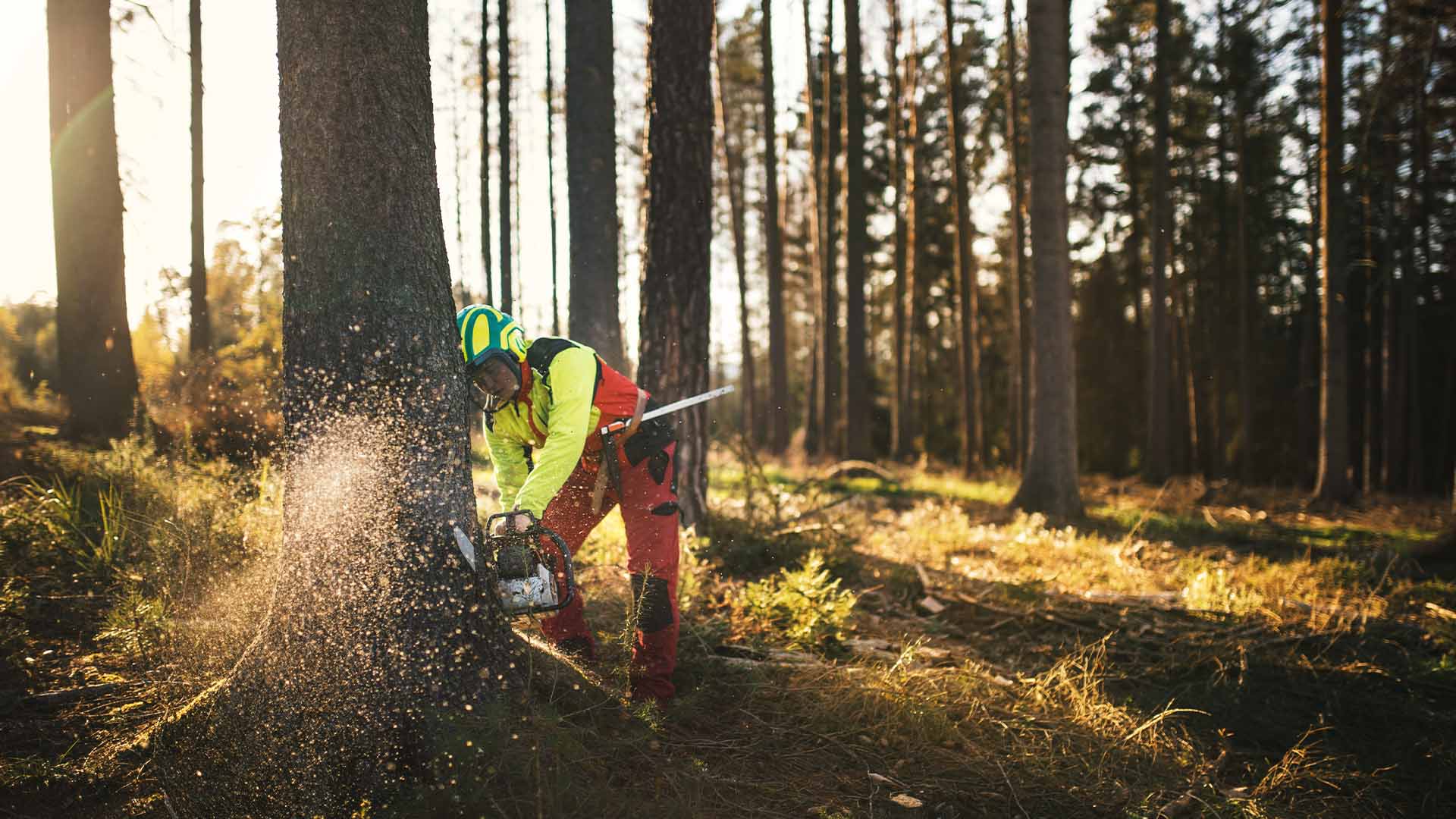 Landesbeirat Wald und Holz Thüringen