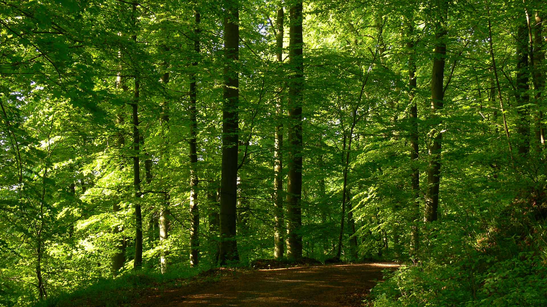 Landesbeirat Wald und Holz Thüringen